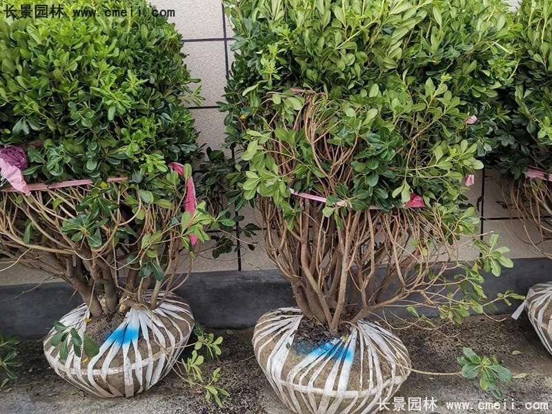 海桐球苗圃批發(fā)種植基地長(cháng)景園林