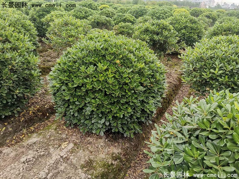 海桐球苗圃批發(fā)種植基地長(cháng)景園林