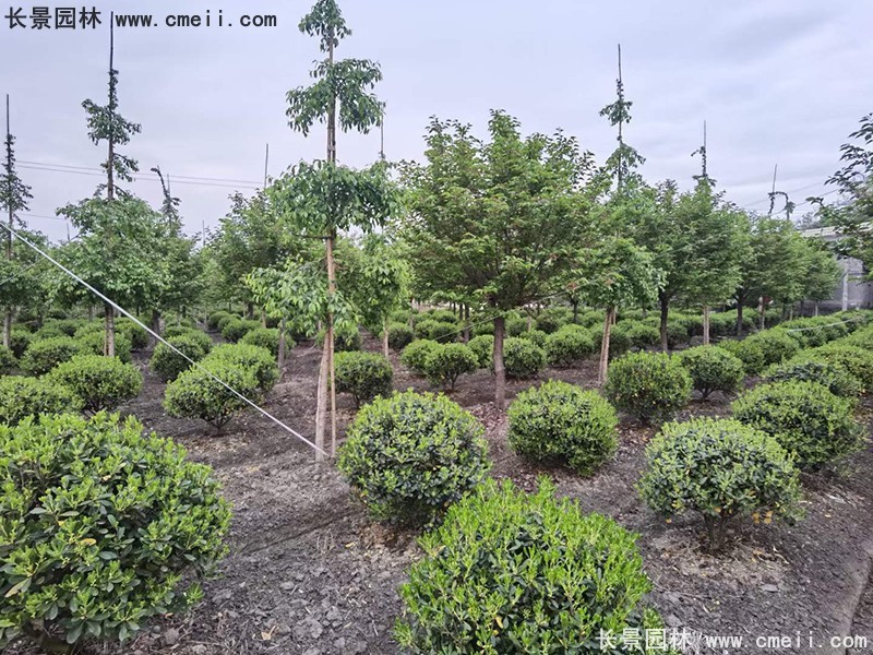 海桐球苗圃批發(fā)種植基地長(cháng)景園林