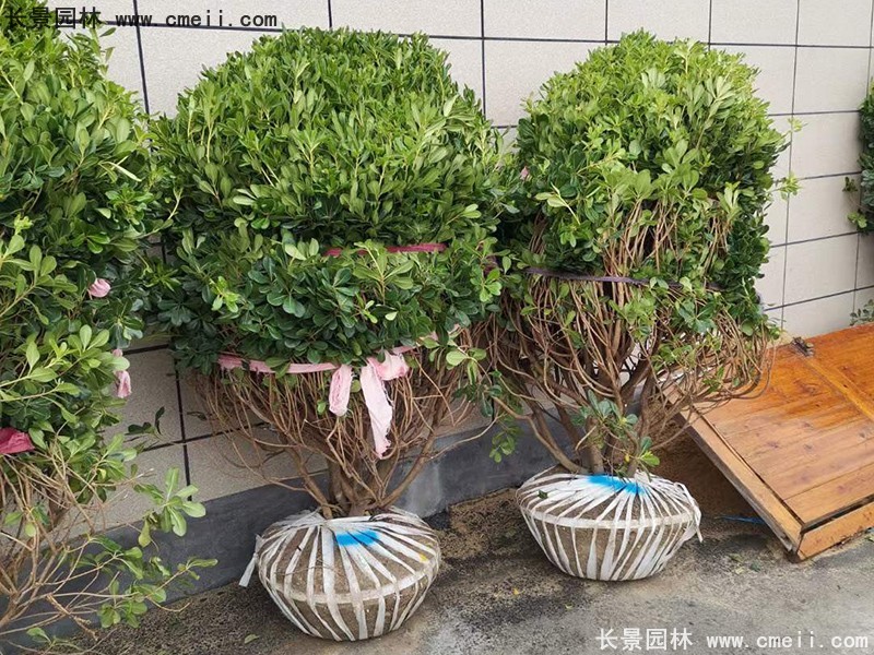 海桐球苗圃批發(fā)種植基地長(cháng)景園林