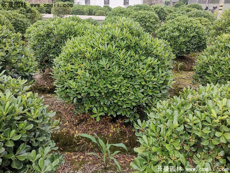 海桐球苗圃批發(fā)種植基地長(cháng)景園林