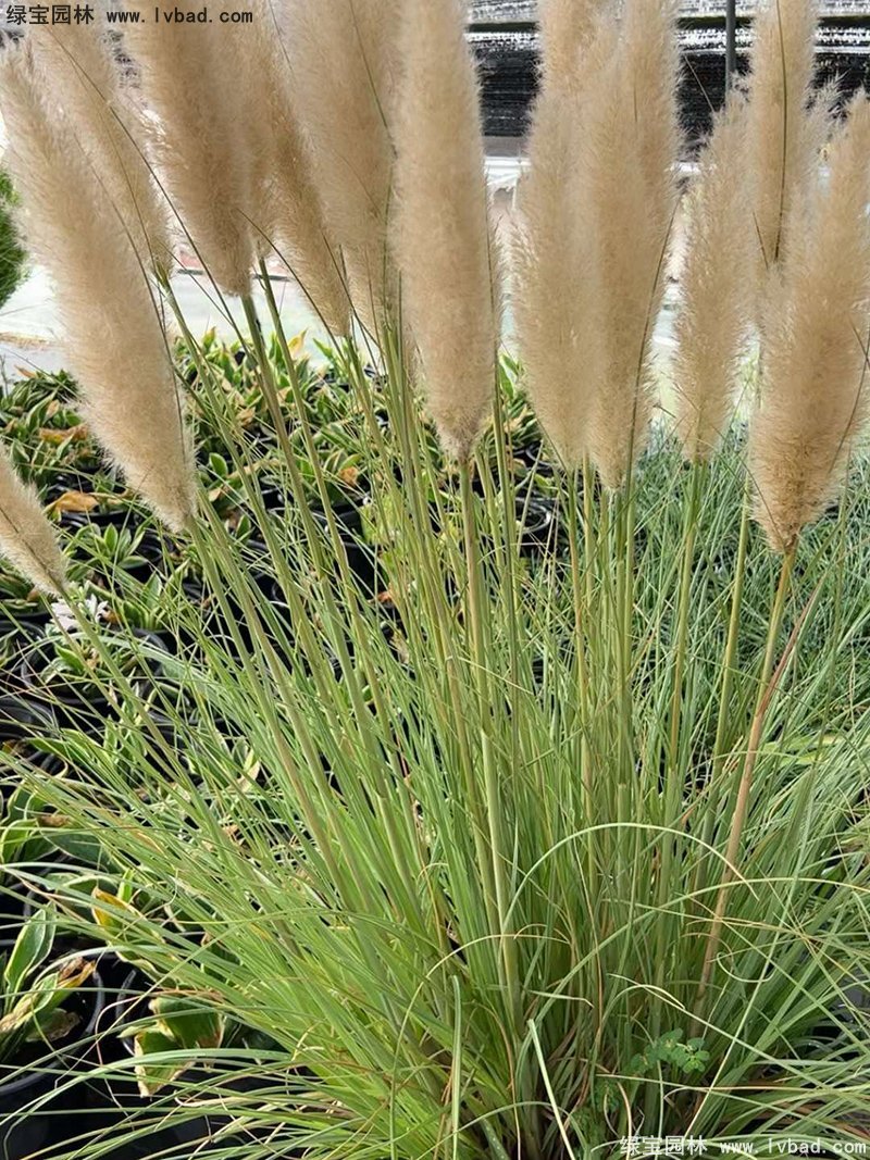 花葉蒲葦茅草類(lèi)觀(guān)賞花鏡草本大草