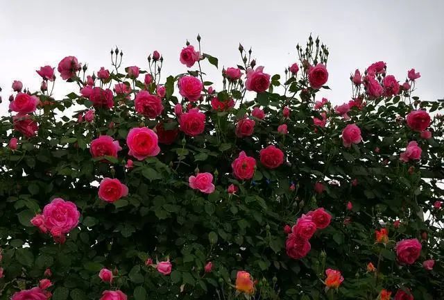 1676894340961151.jpg 微信圖片_20221126211553.jpg