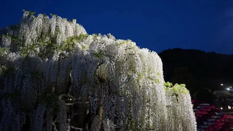 安了寺紫藤日系日本白色紫藤 安了寺紫藤日系日本白色紫藤