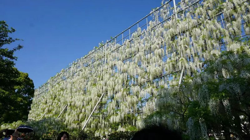 安了寺紫藤日系日本白色紫藤 安了寺紫藤日系日本白色紫藤
