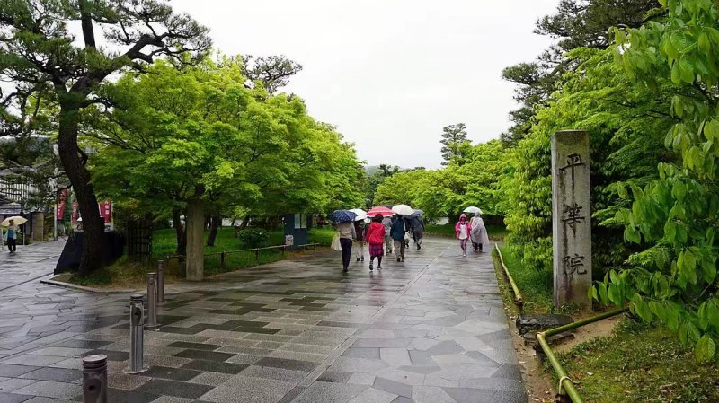 安了寺紫藤日系日本白色紫藤 安了寺紫藤日系日本白色紫藤