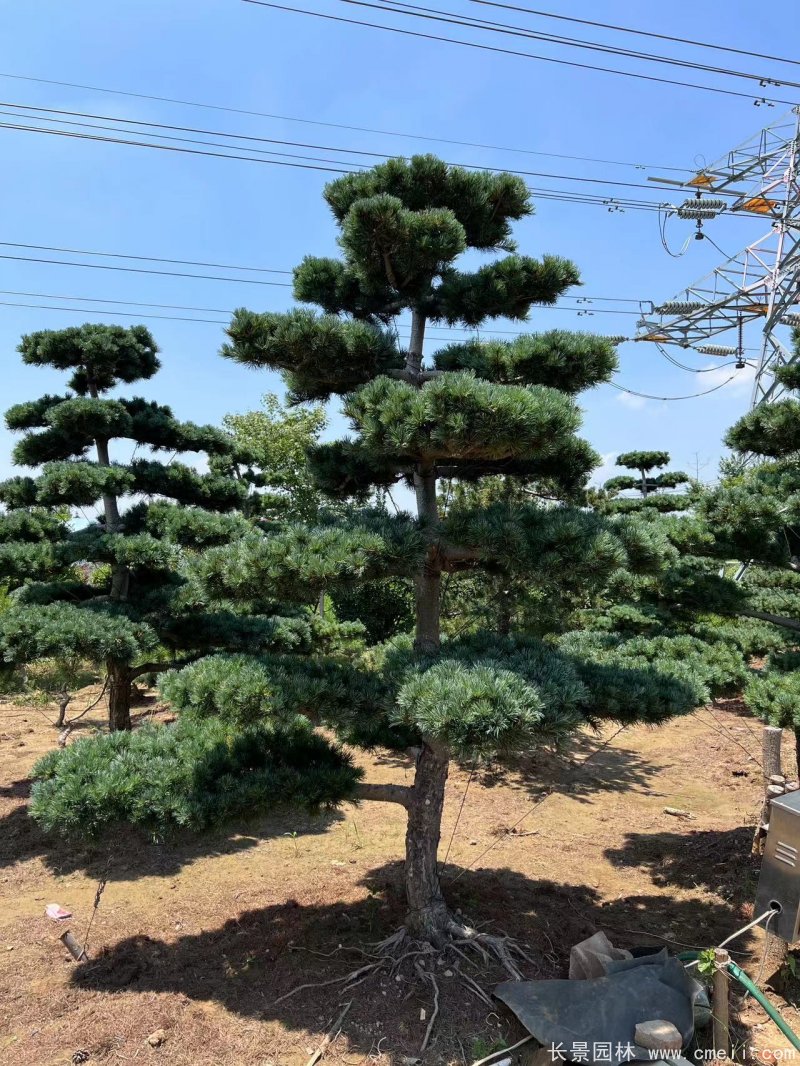 造型五針松 造型五針松