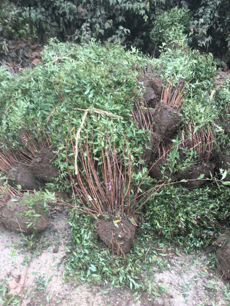 繡線(xiàn)菊球 繡線(xiàn)菊球