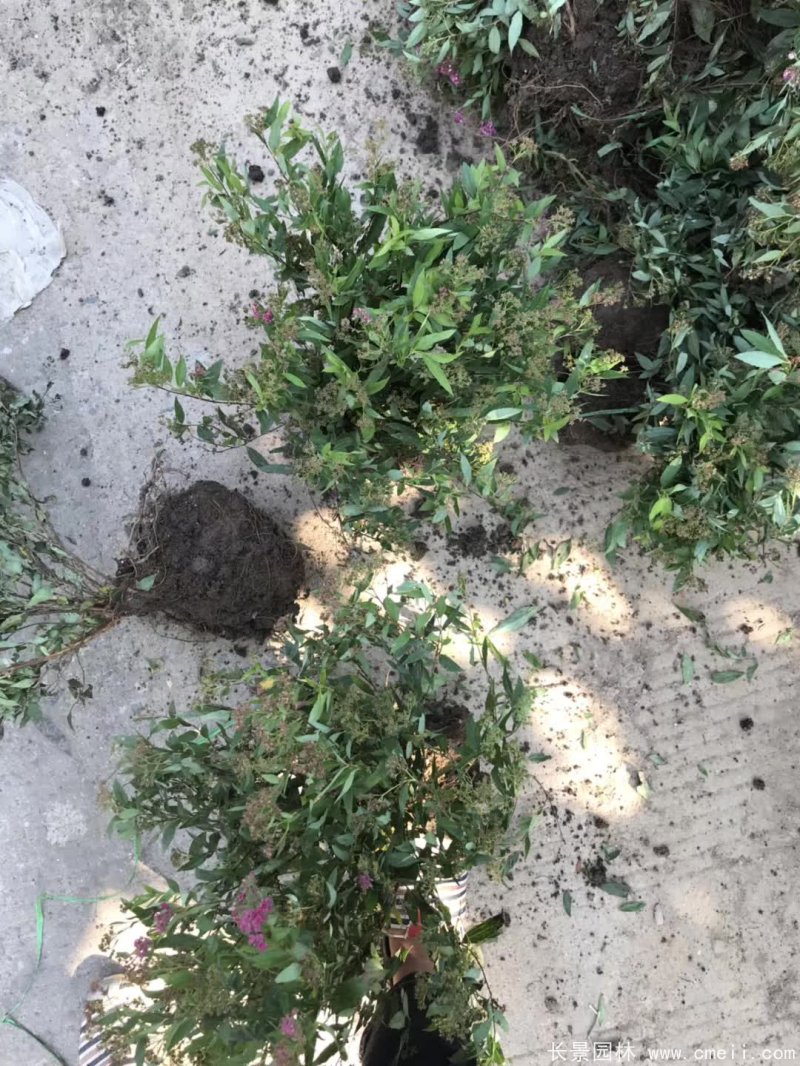 繡線(xiàn)菊球 繡線(xiàn)菊球
