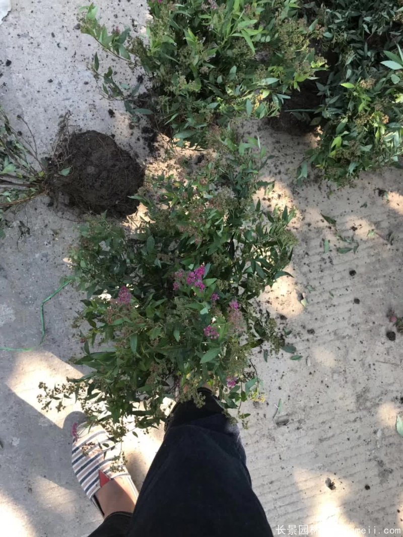 繡線(xiàn)菊球 繡線(xiàn)菊球
