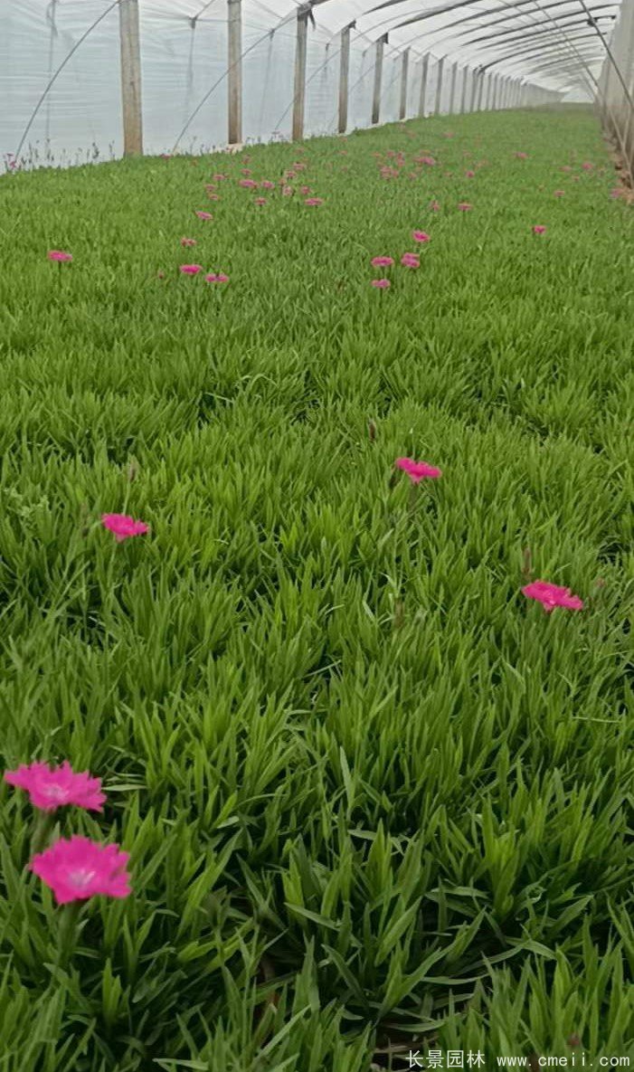 歐石竹 歐石竹