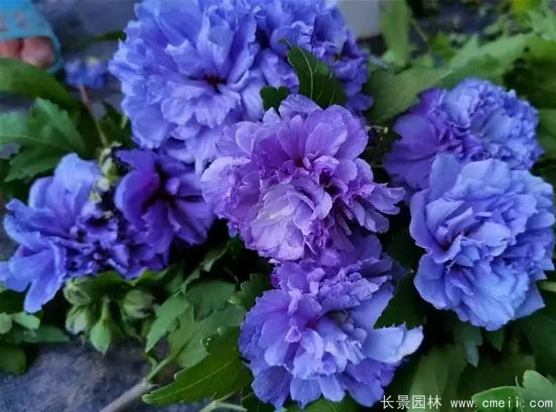 藍莓冰沙木槿 藍莓冰沙木槿