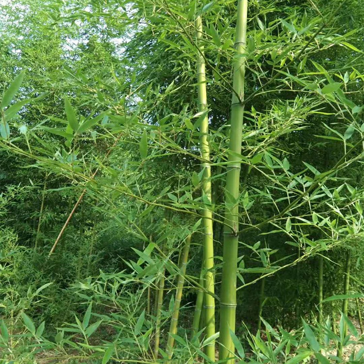 淡竹 淡竹
