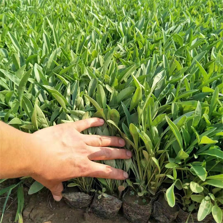 金雞菊苗營(yíng)養缽盆栽苗