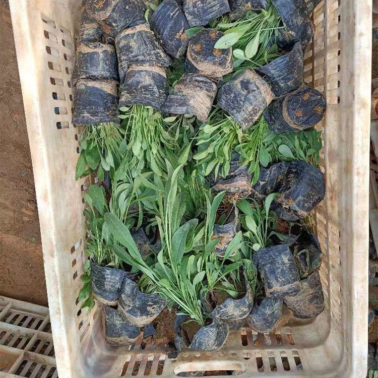金雞菊苗營(yíng)養缽盆栽苗
