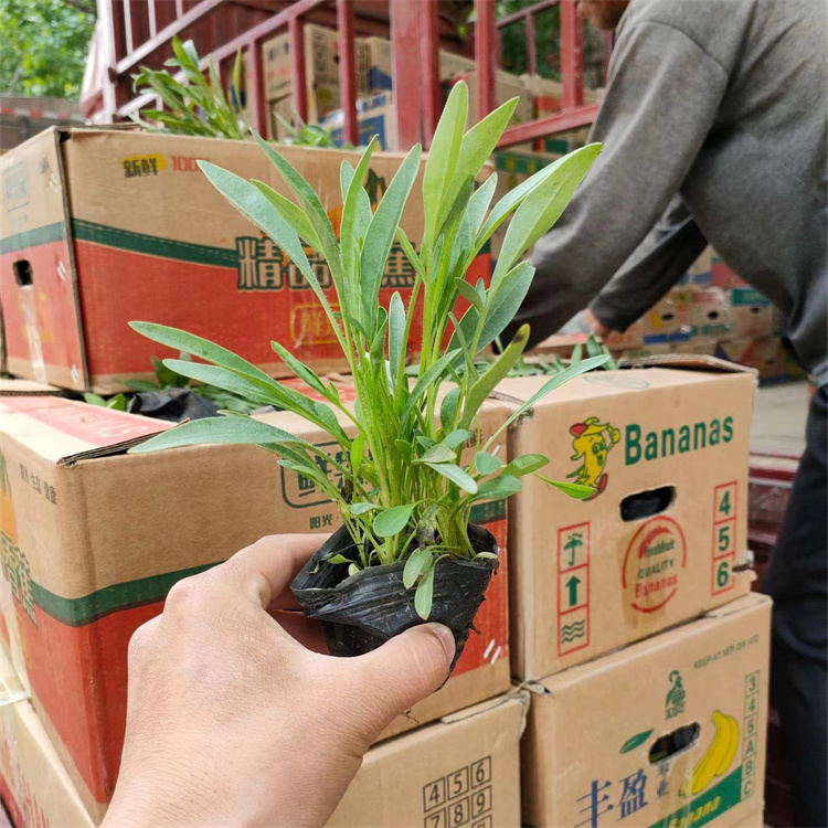 金雞菊苗營(yíng)養缽盆栽苗