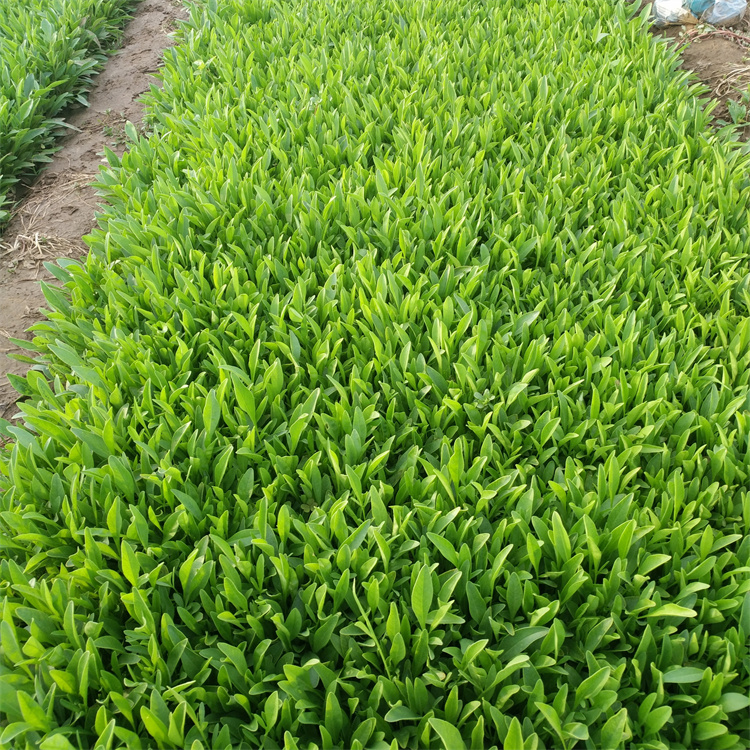 金雞菊苗營(yíng)養缽盆栽苗