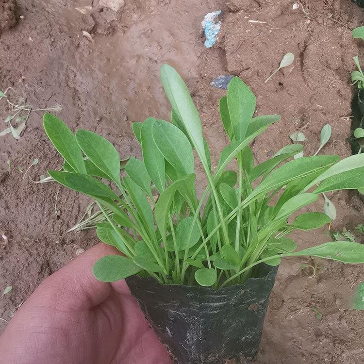 金雞菊苗營(yíng)養缽盆栽苗