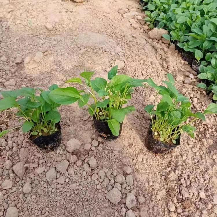 紫錐菊 來(lái)自長(cháng)景園林