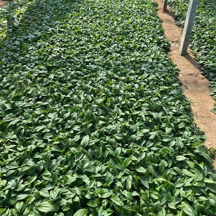 紫錐菊 來(lái)自長(cháng)景園林