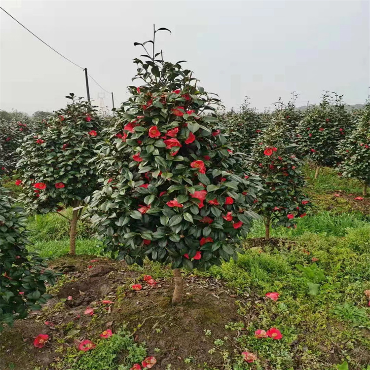茶花 茶花