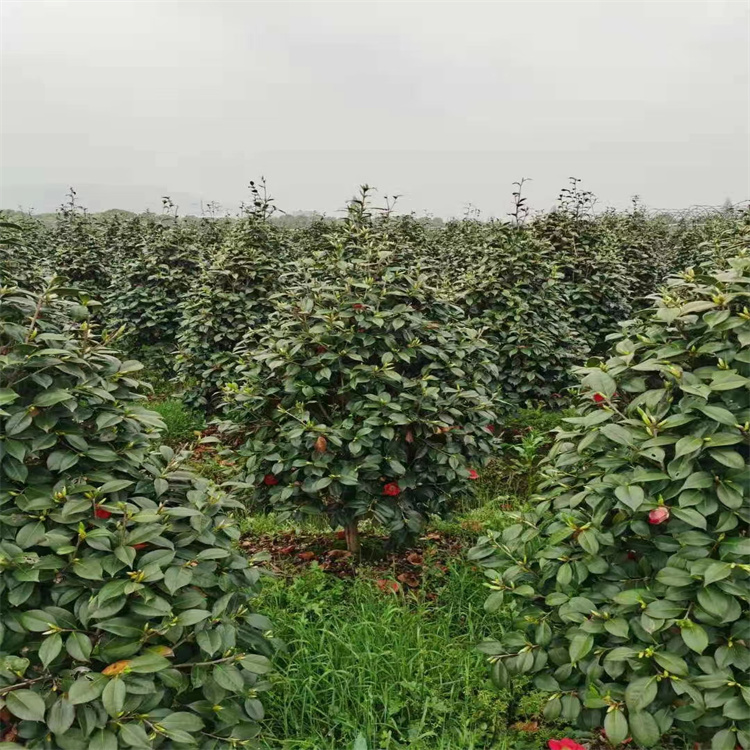 茶花 茶花