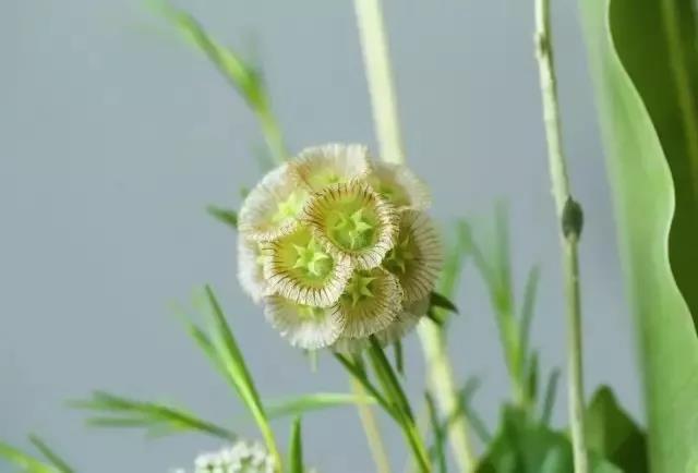 輪峰菊的形態(tài)特征、生長(cháng)習性及種植方法