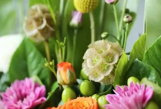 輪峰菊的形態(tài)特征、生長(cháng)習性及種植方法
