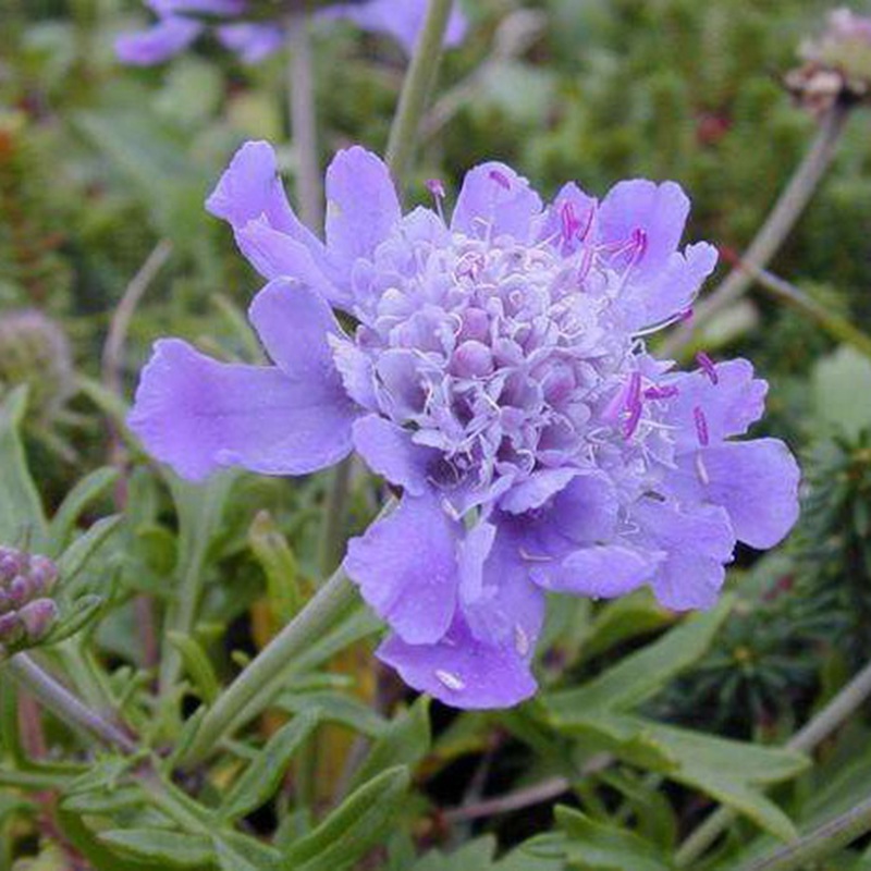 輪峰菊的形態(tài)特征、生長(cháng)習性及種植方法