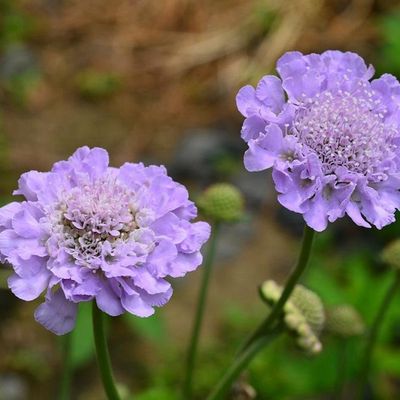 輪峰菊的形態(tài)特征、生長(cháng)習性及種植方法
