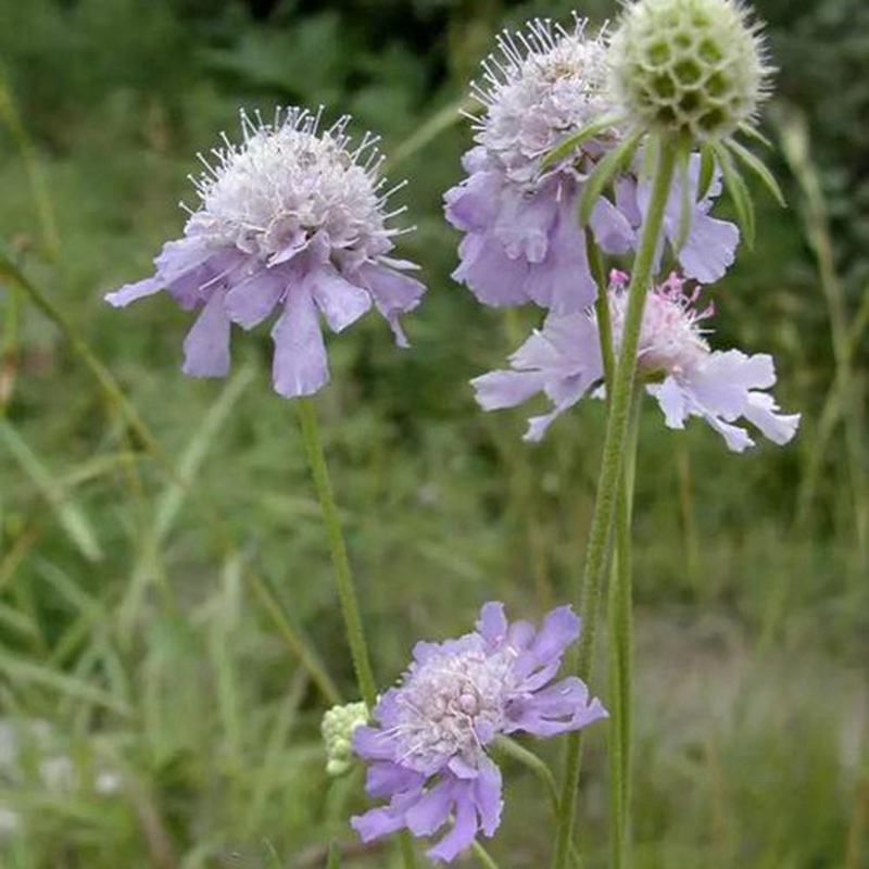 輪峰菊的形態(tài)特征、生長(cháng)習性及種植方法