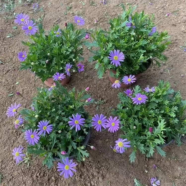 姬小菊 姬小菊