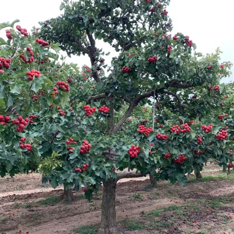 山楂樹(shù)秋天紅果結果的樣子