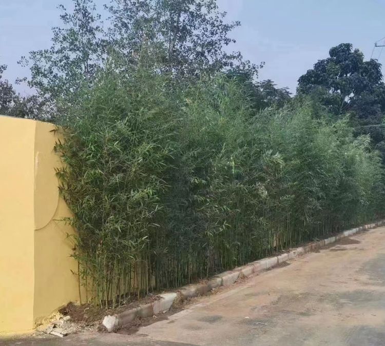 淡竹 淡竹