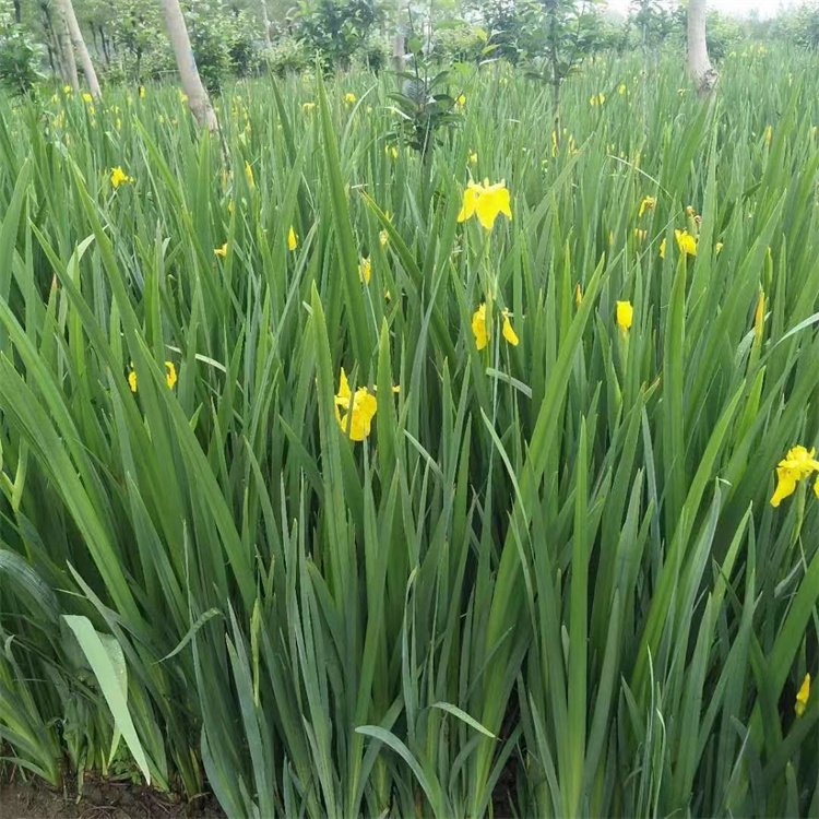 黃菖蒲 黃菖蒲