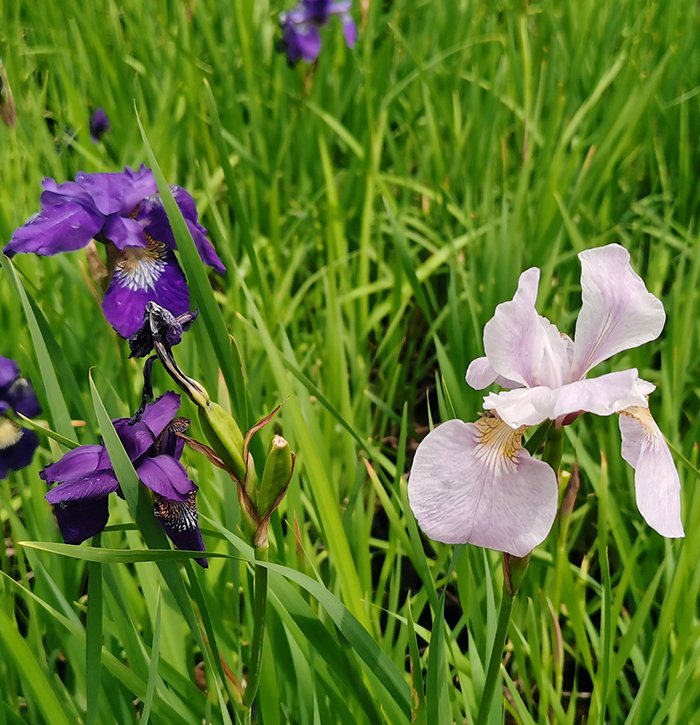 花菖蒲 花菖蒲