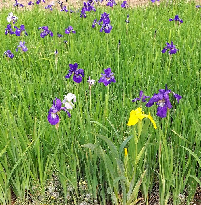 花菖蒲 花菖蒲