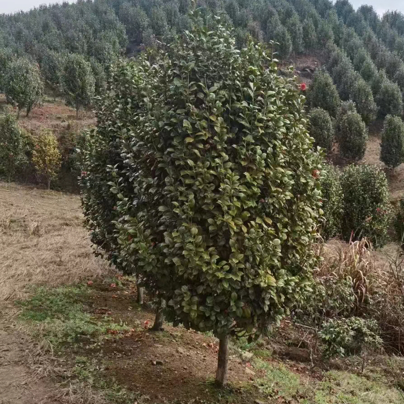 茶花 茶花