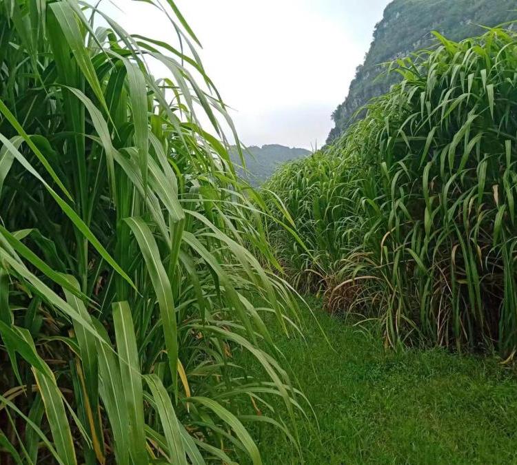 皇竹草種節 來(lái)自長(cháng)景園林