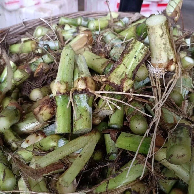 皇竹草種節 來(lái)自長(cháng)景園林