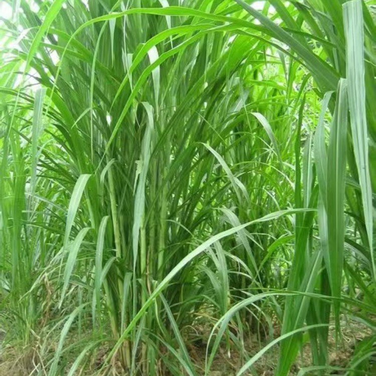 皇竹草種節 來(lái)自長(cháng)景園林
