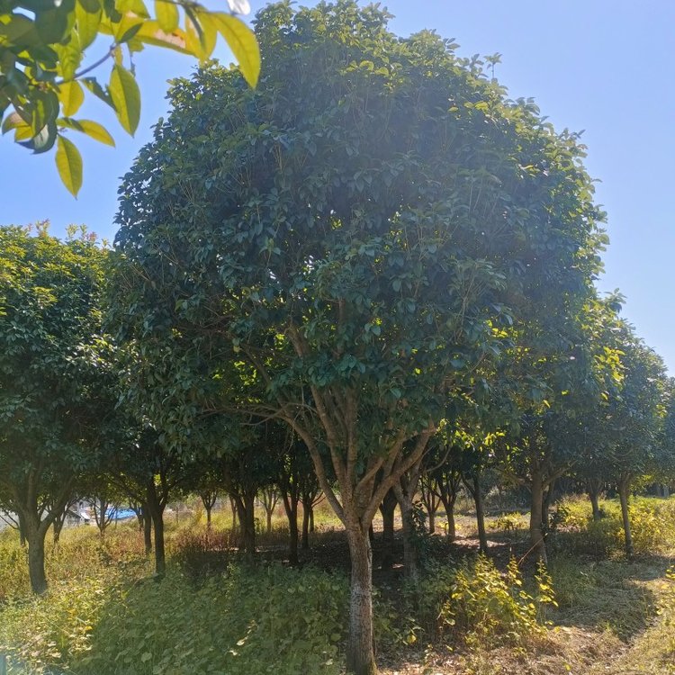 金桂 金桂