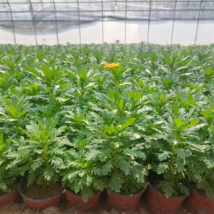 木春菊 木春菊