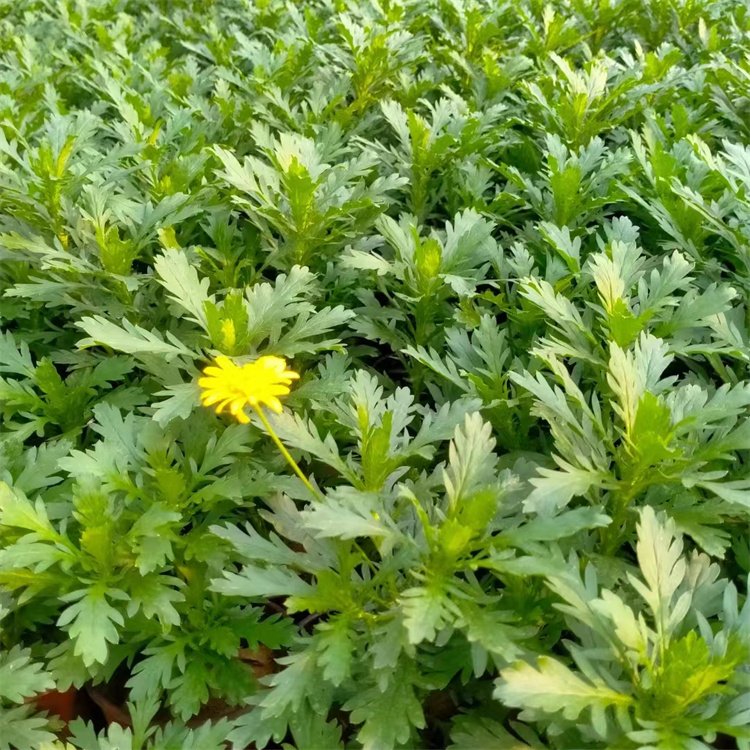 木春菊 木春菊