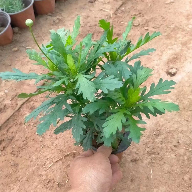 木春菊 木春菊