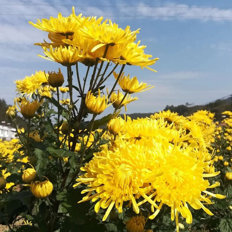 金絲皇菊 金絲皇菊