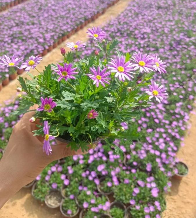 姬小菊 姬小菊
