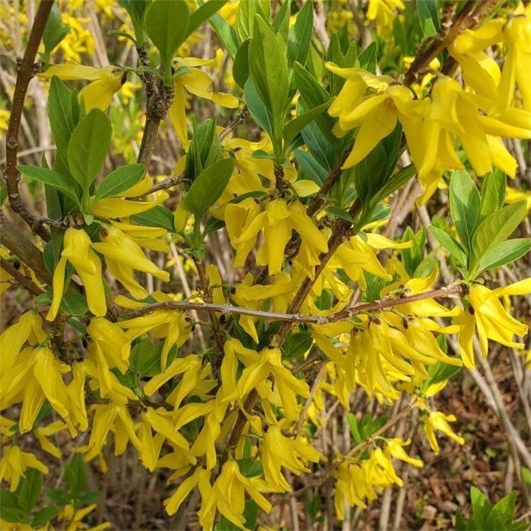 金鐘花春天開(kāi)花的樣子 金鐘花春天開(kāi)花的樣子