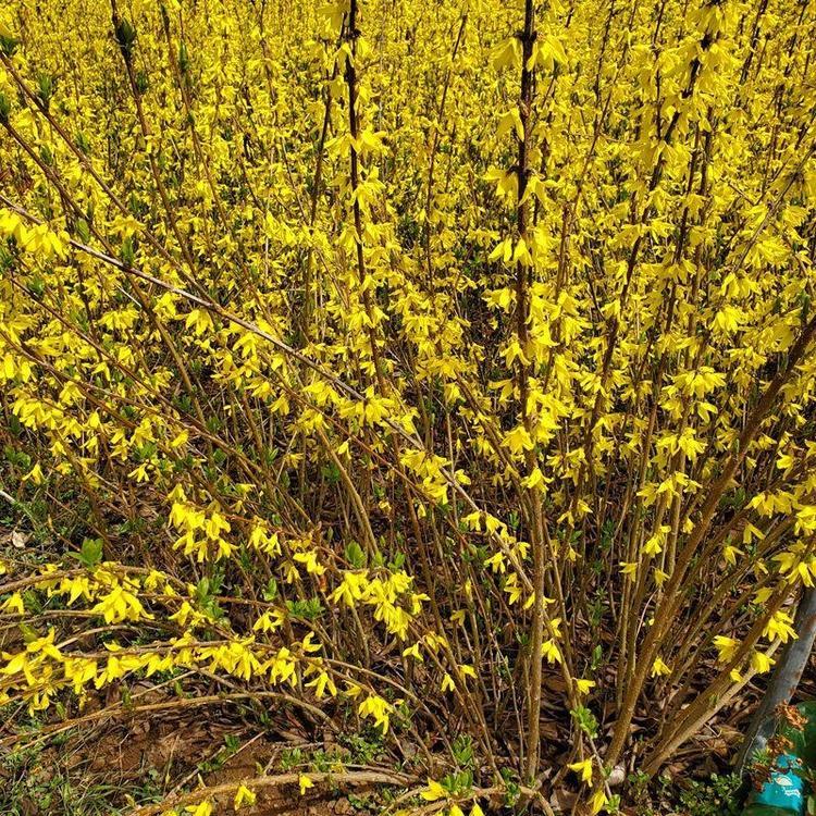 金鐘花春天開(kāi)花的樣子盛花期 金鐘花春天開(kāi)花的樣子盛花期